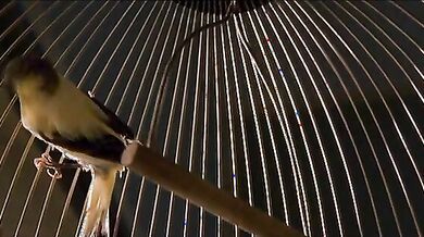 Original Sin scene 3