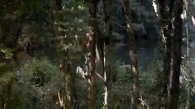 Bosque de sombras
