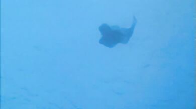 Splash scene 2