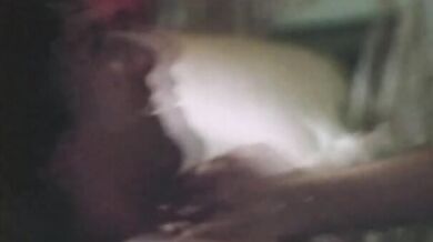 The House on Sorority Row scene 2