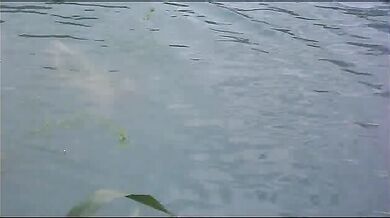 Iris scene THREE