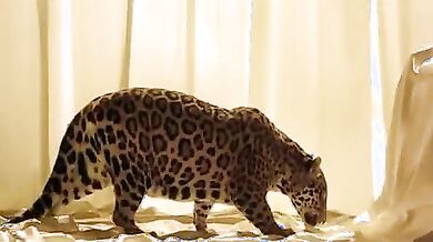 Perdita Durango
